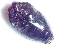 Brachys ovatus