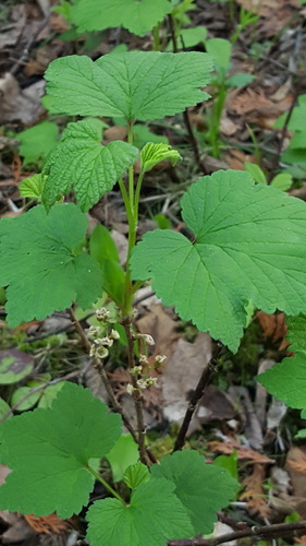 Red currant (Ribes triste)