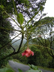 Image of Palicourea correae