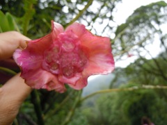 Palicourea correae