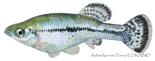 Balsas Splitfin