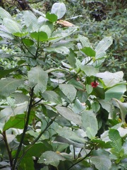 Palicourea correae