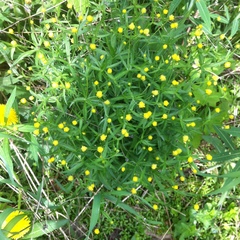 Ranunculus auricomus