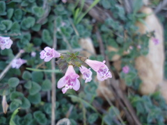 Clinopodium insulare