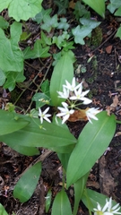 Angiospermae