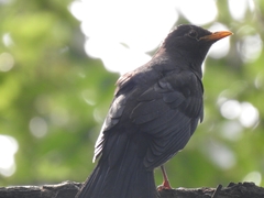 Turdus mandarinus