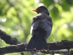 Turdus mandarinus