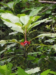 Palicourea correae