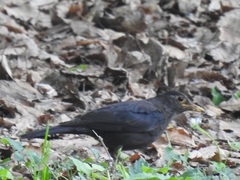 Turdus mandarinus