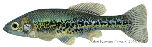 Balsas Splitfin