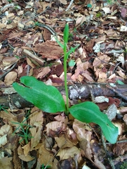 Platanthera bifolia