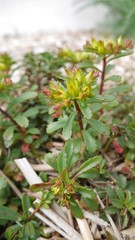 Phedimus kamtschaticus