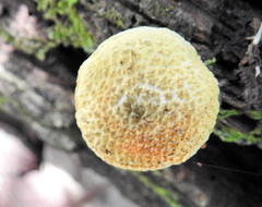 Cyptotrama chrysopepla