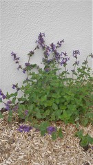 Nepeta × faassenii