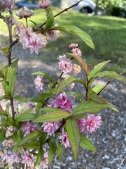 Prunus glandulosa
