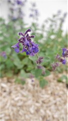 Nepeta × faassenii