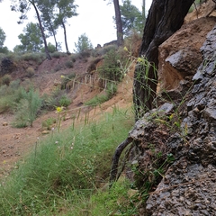 Diplotaxis harra lagascana