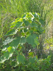 Hibiscus makinoi
