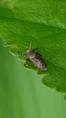 Asiraca clavicornis