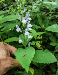 Scutellaria serrata