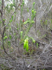 Erica viridiflora viridiflora