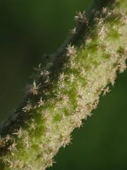 Hibiscus makinoi