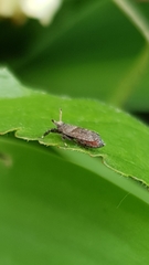 Asiraca clavicornis
