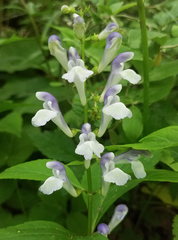 Scutellaria serrata