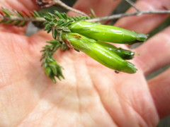 Erica viridiflora viridiflora