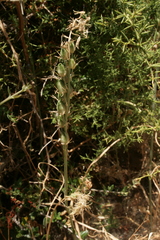 Ornithogalum narbonense