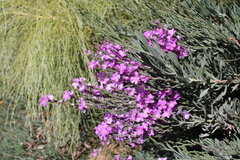 Limoniastrum monopetalum