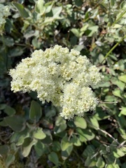 Eriogonum compositum compositum