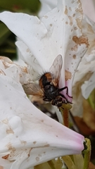 Tachina fera