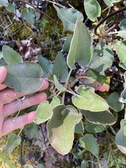 Eriogonum compositum compositum