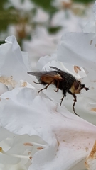 Tachina fera