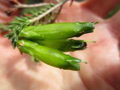 Erica viridiflora viridiflora