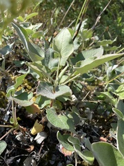Eriogonum compositum compositum