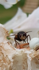 Tachina fera
