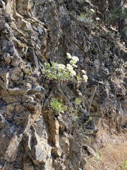 Eriogonum compositum compositum