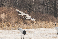 Grus japonensis