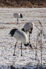 Grus japonensis