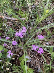 Phlox speciosa