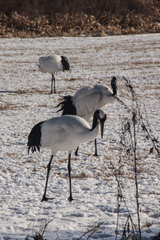 Grus japonensis