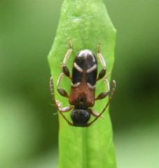 Phymatodes alni