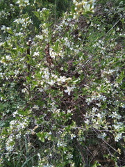 Prunus fruticosa