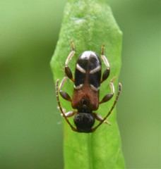 Phymatodes alni