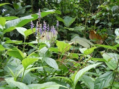 Monnina parasylvatica