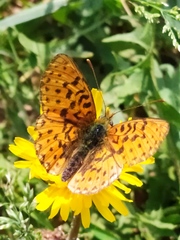 Boloria euphrosyne