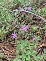 Phlox speciosa