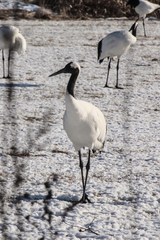 Grus japonensis